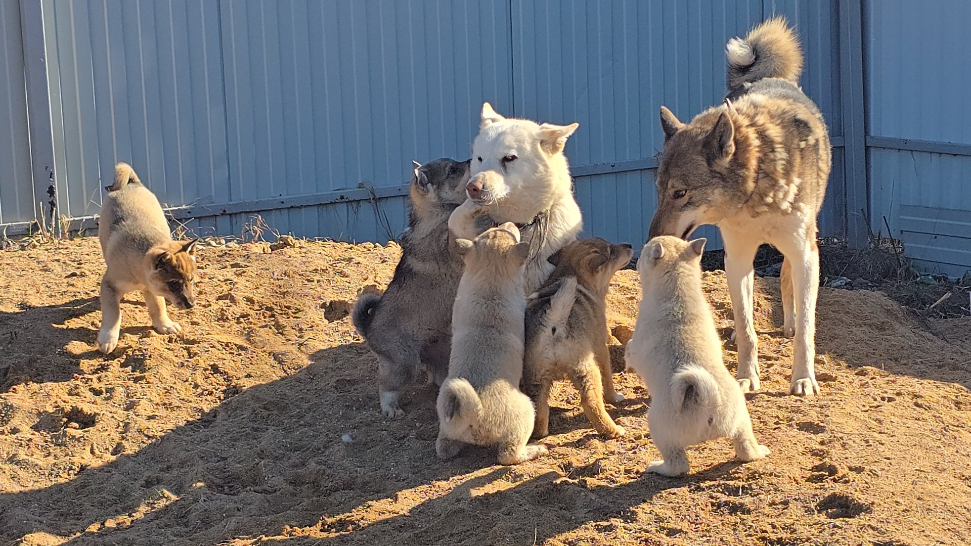 Щенки и лайки на песке
