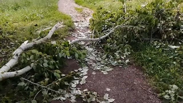 Прогулка, 10тыс. шагов. Нашла необычное растение!