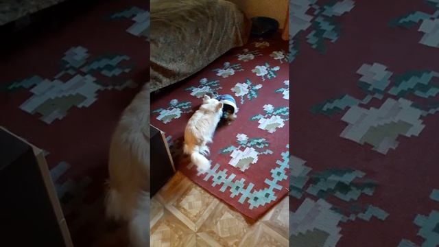 Квакающая собака