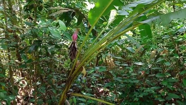 Perbezaan Pisang Hutan Sama Pisang Yang Yang Selalu Kita Tanam?.. Tengok Video Sampai Habis