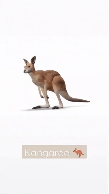 Cute Kangaroo #shorts