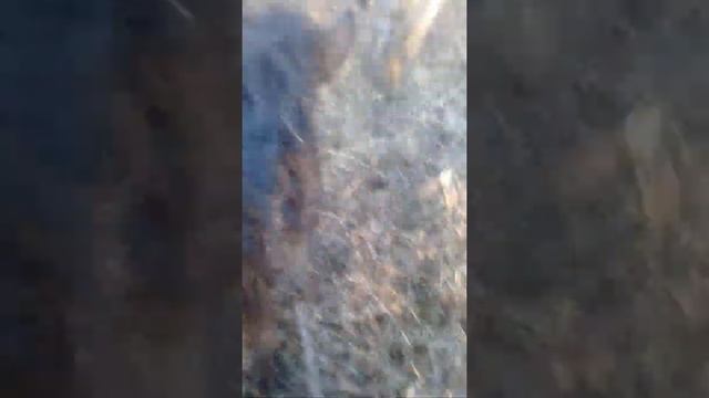 Река Суренйак и болота Шакар. смотреть онлайн