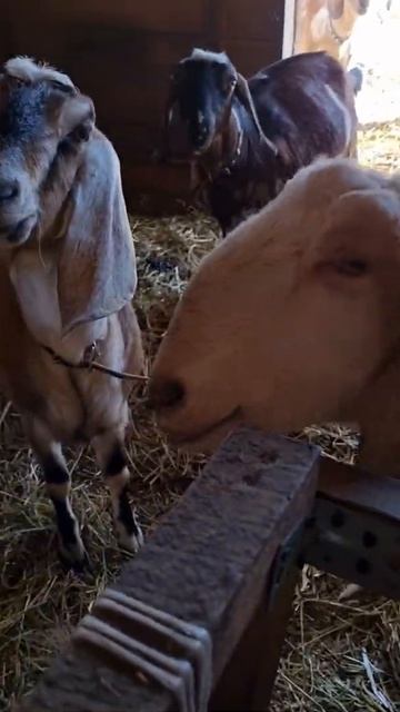 КОЗА ПРОСИТЬСЯ НА ДОЙКУ смотреть онлайн