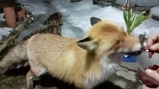 (974) Лиса приходит в гости. Март 2025 смотреть онлайн