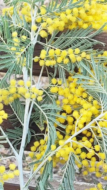 Моя любимая мимоза! смотреть онлайн