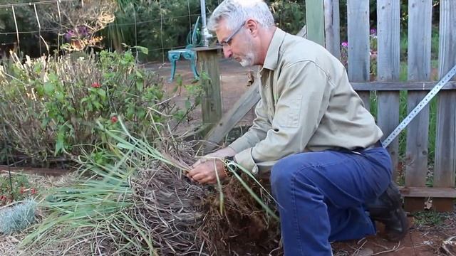 How to Plant and Grow Lemon Grass смотреть онлайн