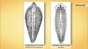 13. Тип Плоские черви. Класс Сосальщики