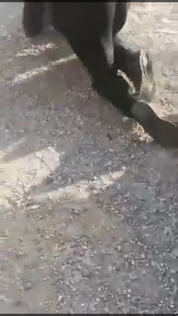 Демократизированная по западным стандартам Сирия смотреть онлайн