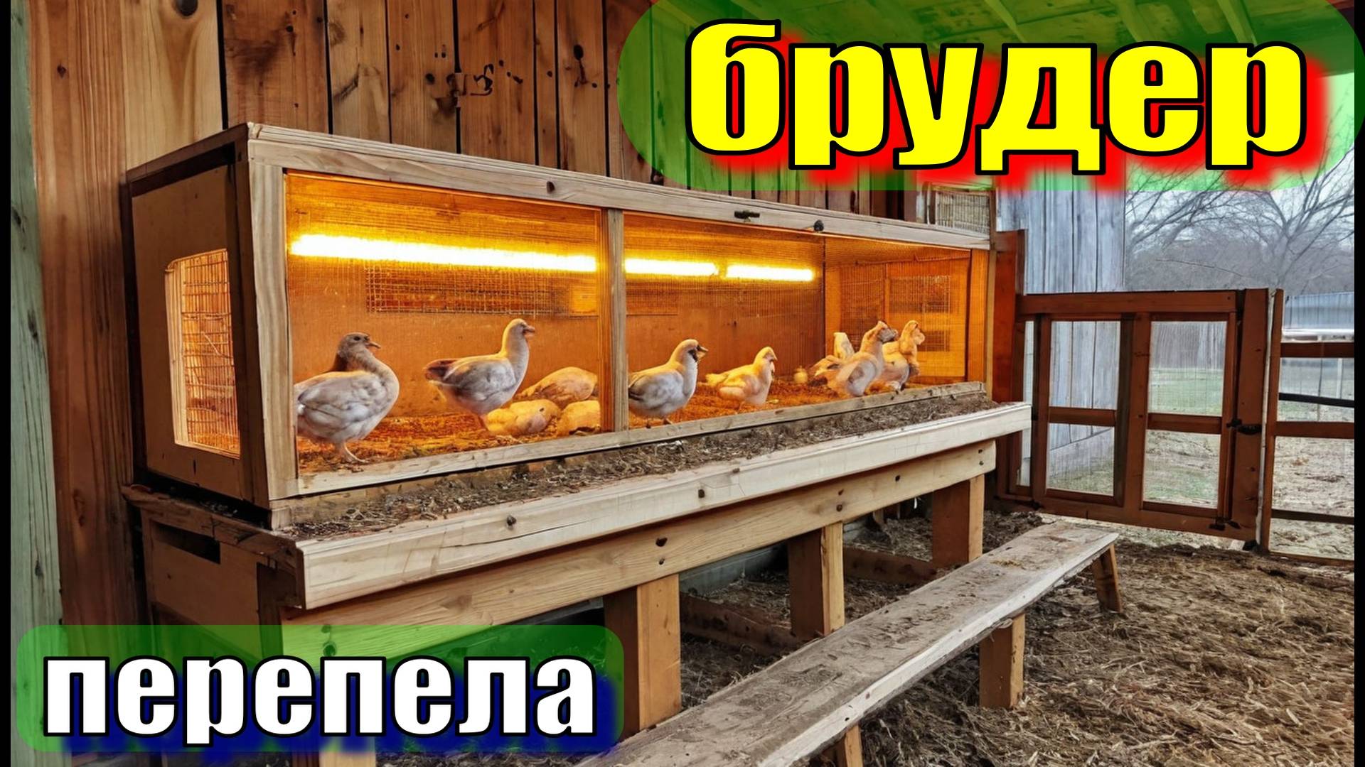 Брудер для перепелов своими руками