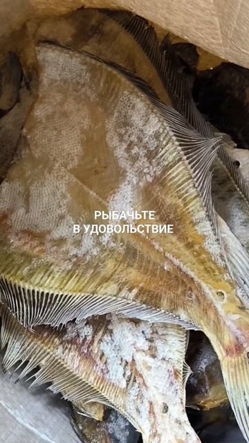 Вяленый ёрш покоряет Ухту.