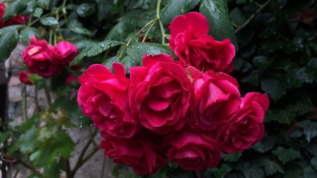blaze rose смотреть онлайн