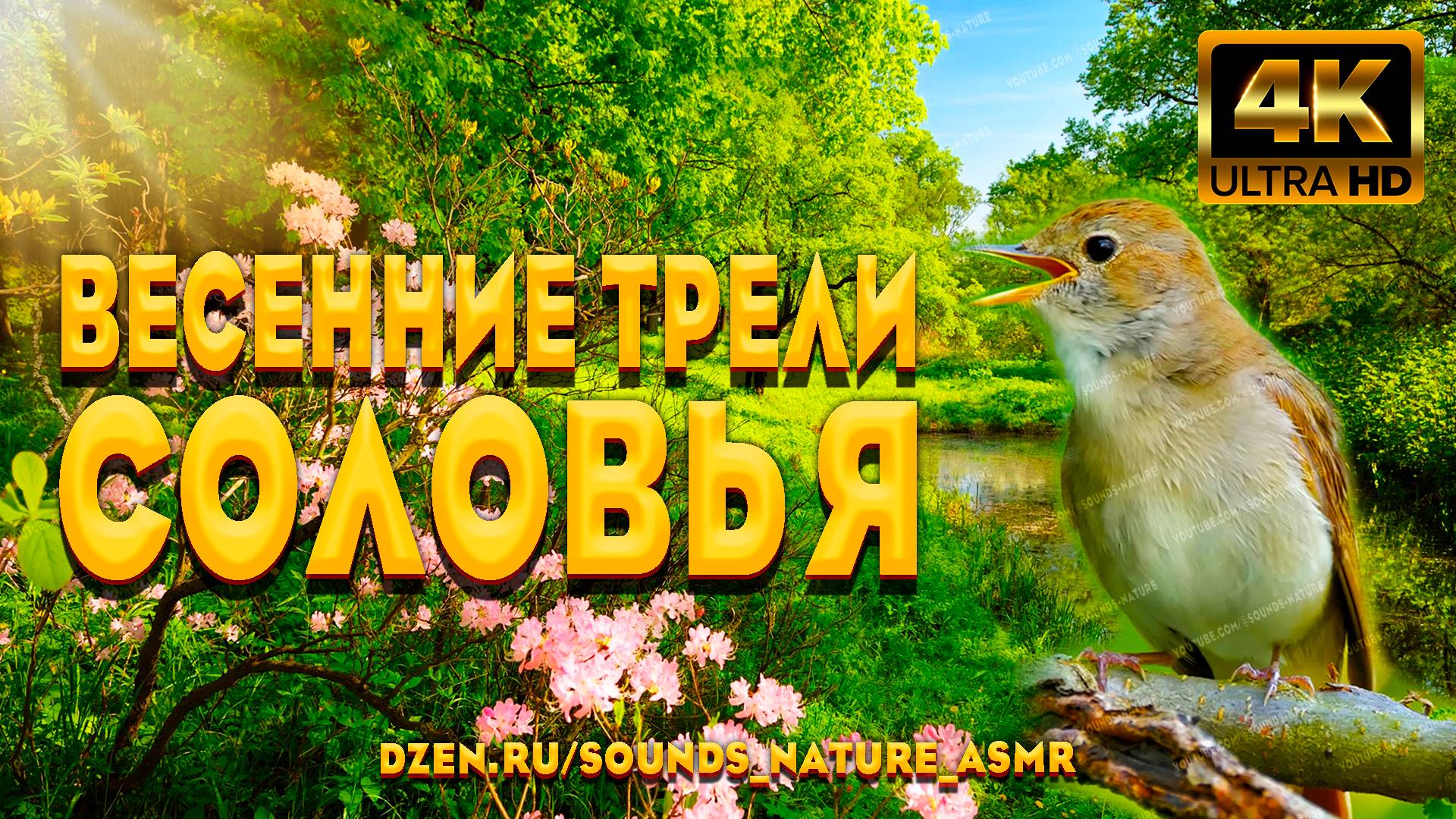 Весенние Трели Соловья, Целителя От Бога - Откроет Вам Секрет Отличного Настроения И Спокойного Сна. смотреть онлайн