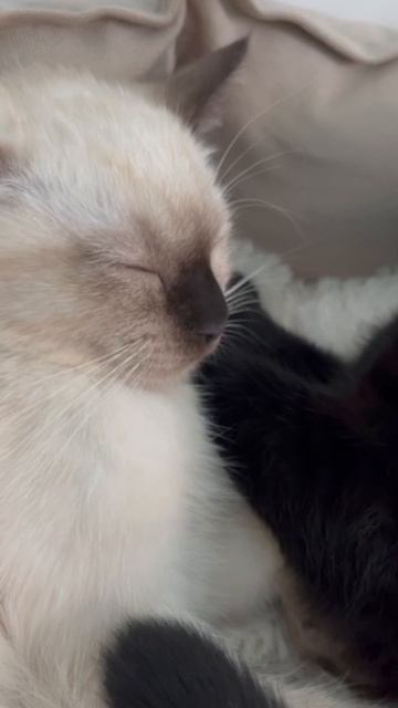 Краткий сон смотреть онлайн