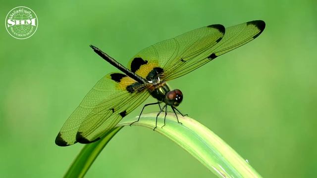 แมลงปอบ้านไร่ปีกทอง (Yellow-striped Flutterer) Rhyothemis phyllis (Sulzer, 1776) смотреть онлайн