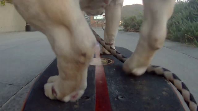I Wish - John Grey (official dog-skate-visualiser) смотреть онлайн
