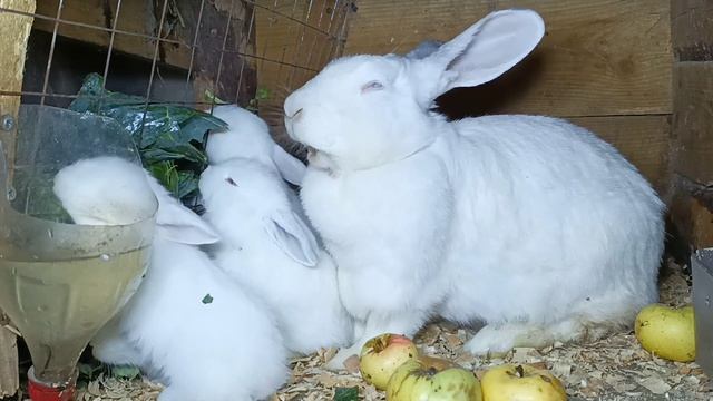 Новые кролики! С пополнением!.... смотреть онлайн
