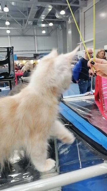 Кот смотреть онлайн