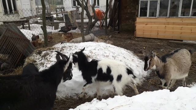 купил ещё одну козу с козлятами