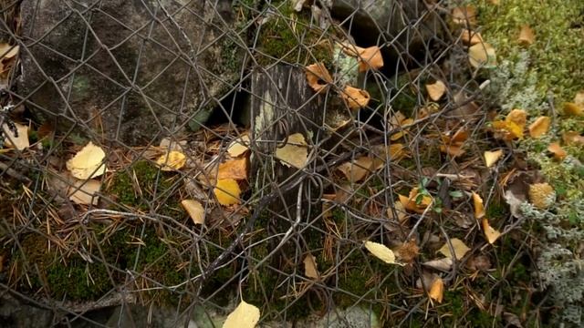 WE ENTERED THE GERMAN WWII MINEFIELD / UNTOUCHED GERMAN POSITIONS AND DUGOUTS смотреть онлайн