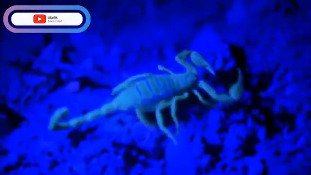 Bear Grylls ile İnsan Doğaya Karşı 5. Sezon 6.Bölüm смотреть онлайн