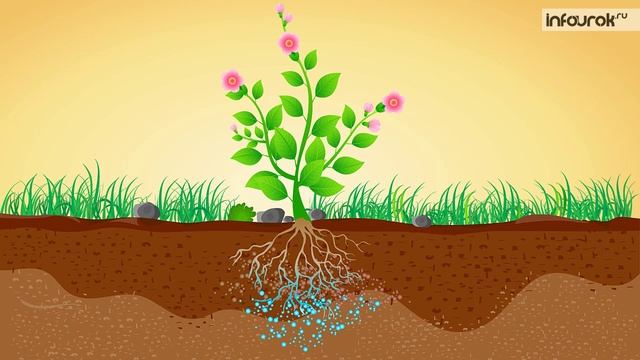 32. Химический состав растений. Минеральное питание растений смотреть онлайн