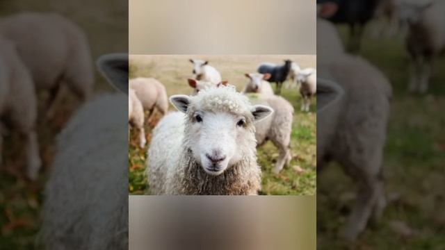 Деревенские Мотивы 🏞️ смотреть онлайн