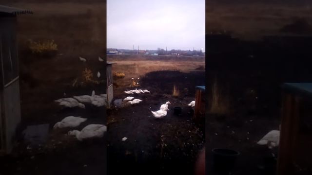 Муларды смотреть онлайн