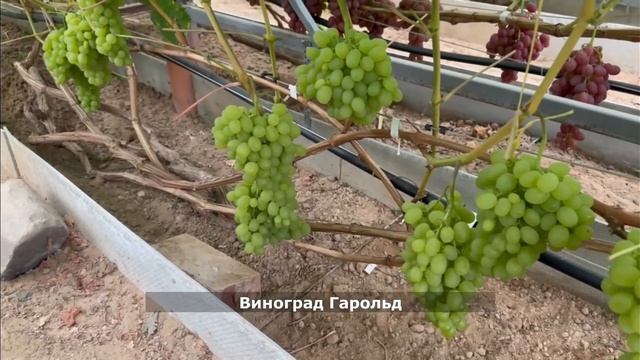 Виноградник Игоря Володина  д.Кибирёво Петушинский р-н Владимирская обл