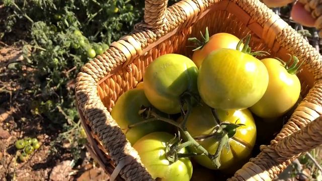 Time To Safe The Tomatoes