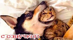 Приколы с котами Смешная ОЗВУЧКА!!