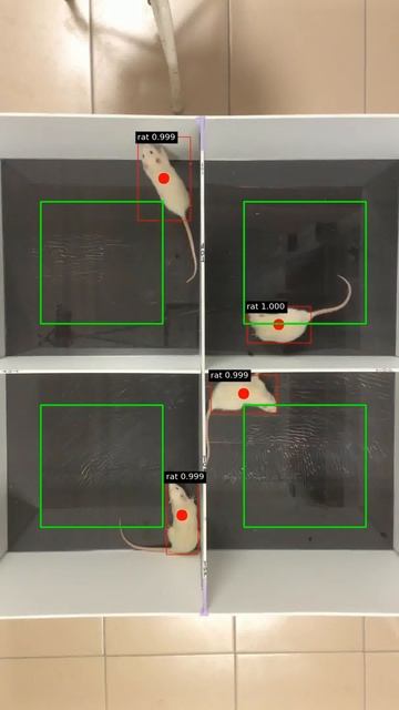 CNN rat tracking in a box смотреть онлайн