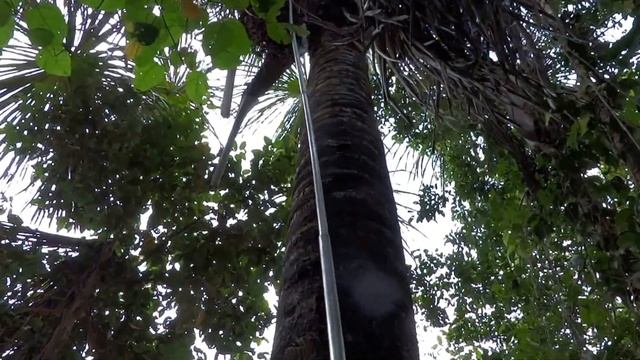BURITI - Coletas dos cachos usando ferramenta de colheita смотреть онлайн