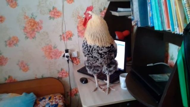 Моя живая игрушка. Мой Пампушка.  26.01.2018г.