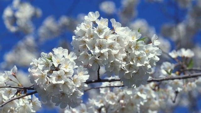 Тамара Севернюк "Вічний вальс" смотреть онлайн