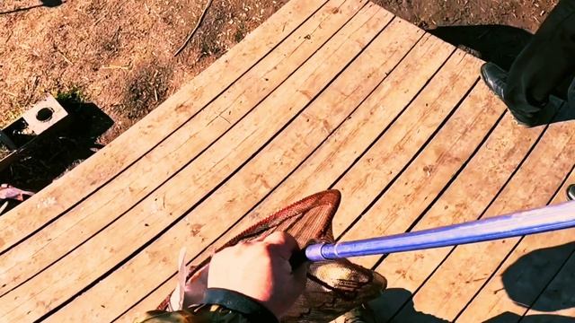 Кубанский Толстолоб 6,5.кг смотреть онлайн