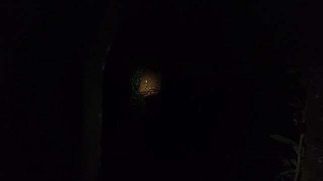 BALD FACED HORNET NEST REMOVAL,GIANT ASIAN MURDER HORNET ,VESPA MANDARINIA,WASP NEST DESTRUCTION смотреть онлайн