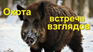 Охота на кабана 2025