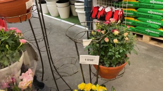 Дана выбирает ламинат. Не могу выпросить у неё🤷 Хлам на стене пицерии. смотреть онлайн