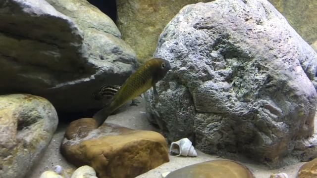 tropheus moorii nkonde смотреть онлайн