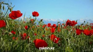 Маки цветущие в степях Казахстана