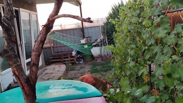 Обезьянка Маруся погуляла, потанцевала после дождика смотреть онлайн