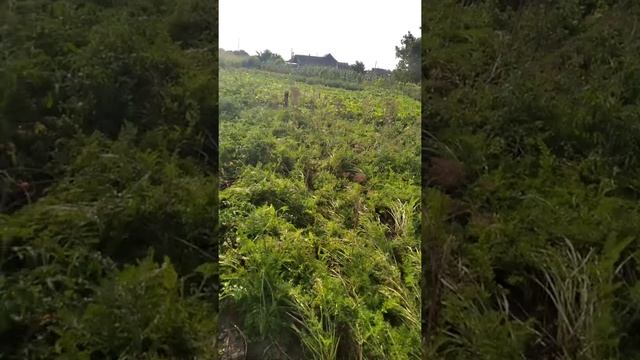 Андрей Новиков(мое мнение)