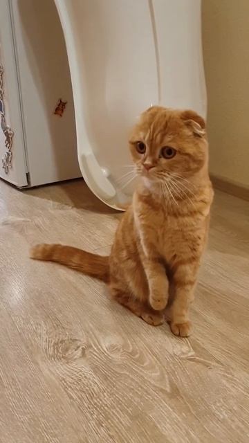 Кот-Сурикат смотреть онлайн