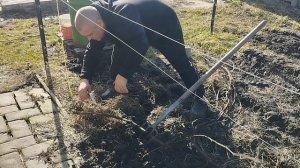 Поднимаю виноград с прикопа , земляное укрытие .