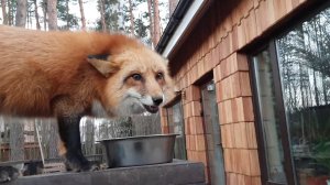 Лиса-Алиса. Море подарков от гостей для лисы.