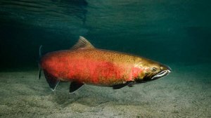 РР4, река Яма, ловим на тяжелый спиннинг и "лайт" сборку!