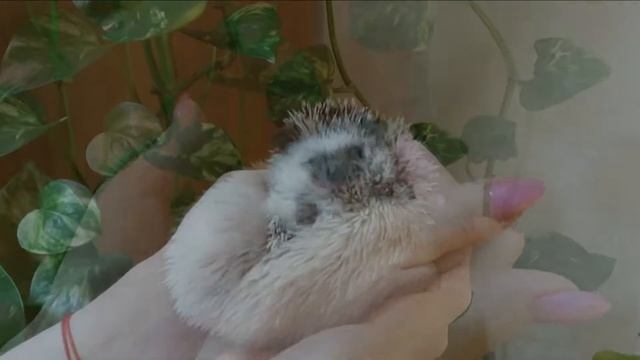 videoredaktor ru 191103 9d1e1faf 397a 43ec 8e01 d834637c5714 смотреть онлайн