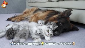 Котята и Щенята 😹 Кошки и Собаки ❣️🥰😂 (1)