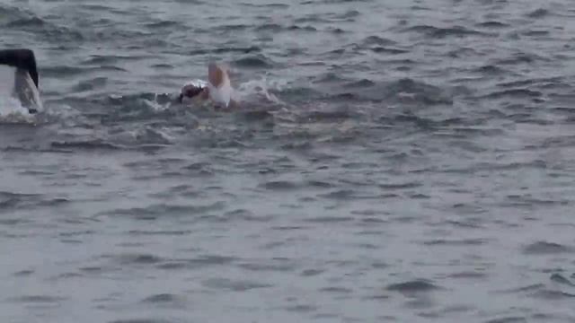 TRIATLON ANDRES MAURICIO смотреть онлайн