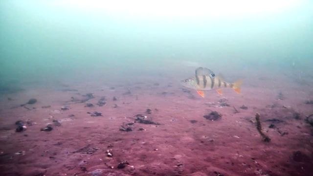 Группа окуней зависла в толще воды